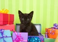 Black tabby kitten in birthday presents Royalty Free Stock Photo