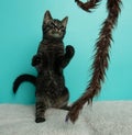 black tabby kitten cat playing with a toy Royalty Free Stock Photo
