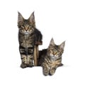 Black tabby / tortie Maine Coon kittens on white Royalty Free Stock Photo