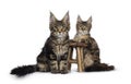 Black tabby / tortie Maine Coon kittens on white Royalty Free Stock Photo