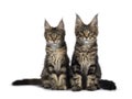 Black tabby / tortie Maine Coon kittens on white Royalty Free Stock Photo