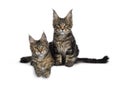 Black tabby / tortie Maine Coon kittens on white Royalty Free Stock Photo