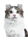 Black tabby with white American Curl cat / kitten Royalty Free Stock Photo