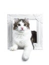 Black tabby with white American Curl cat / kitten Royalty Free Stock Photo