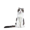 Black tabby with white American Curl cat / kitten Royalty Free Stock Photo