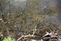 Black tadpoles swim in shallow water in warm water near the shore in spring Royalty Free Stock Photo