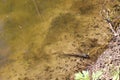 Black tadpoles swim in shallow water in warm water near the shore in spring Royalty Free Stock Photo