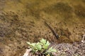 Black tadpoles swim in shallow water in warm water near the shore in spring Royalty Free Stock Photo