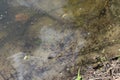 Black tadpoles swim in shallow water in warm water near the shore in spring Royalty Free Stock Photo