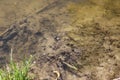 Black tadpoles swim in shallow water in warm water near the shore in spring Royalty Free Stock Photo