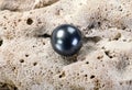 Black Tahitian Pearl. Royalty Free Stock Photo