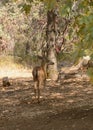 Black-tail buck slipping through the shadows Royalty Free Stock Photo