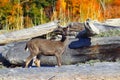 Black-Tailed Deer Fawn, Odocoileus hemionus columbianus, between Driftwood in Autumn, Vancouver Island, British Columbia Royalty Free Stock Photo