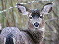 Black-tail Deer Staring Royalty Free Stock Photo