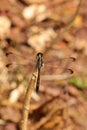 Black tail dragonfly from Indonesian New Guinea in the trunk Royalty Free Stock Photo