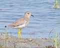 Black Tail Lapwing in Lake Royalty Free Stock Photo
