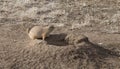 A Black Tail Prairie Dog standing beside its burrow.
