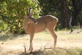 Black-tailed buck Royalty Free Stock Photo