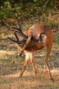 Black-tailed buck Royalty Free Stock Photo