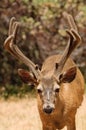 Black-tailed buck Royalty Free Stock Photo