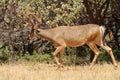 Black-tailed buck Royalty Free Stock Photo