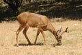 Black-tailed buck Royalty Free Stock Photo