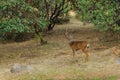 Black-tailed buck