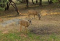 Black-tailed buck