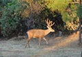 Black-tailed buck