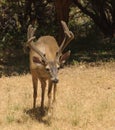 Black-tailed buck Royalty Free Stock Photo
