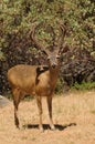 Black-tailed buck Royalty Free Stock Photo
