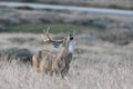 Black-Tailed Buck checking the air for Doe in Estrus