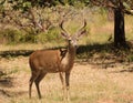 Black-tailed buck Royalty Free Stock Photo