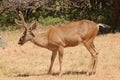 Black-tailed buck Royalty Free Stock Photo