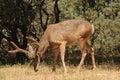 Black-tailed buck Royalty Free Stock Photo