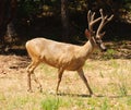 Black-tailed buck Royalty Free Stock Photo