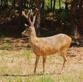 Black-tailed buck Royalty Free Stock Photo