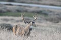 Black-Tailed Buck with nose up looking for Doe in Estrus 2