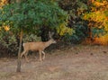 Black-tailed buck