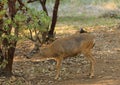 Black-tailed buck