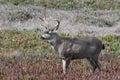 Black-tailed Buck Waiting Patiently