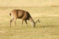 Black-tailed deer Royalty Free Stock Photo