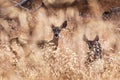 Black-tailed deer barely visible in the tall grass, at sunset; San Francisco Bay Area, California Royalty Free Stock Photo