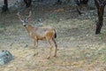 Black-Tailed deer in California Royalty Free Stock Photo