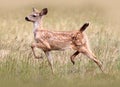 Black-tailed Deer Fawn