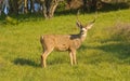 Black-tailed deer Royalty Free Stock Photo