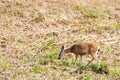Black-tailed deer Odocoileus hemionus columbianus Royalty Free Stock Photo