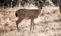 Black-tailed Deer (Odocoileus hemionus) Fawn Royalty Free Stock Photo