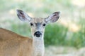 Black-tailed Deer Odocoileus hemionus Head, Adult Female. Royalty Free Stock Photo