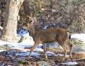 Black-tailed deer in the winter Royalty Free Stock Photo
